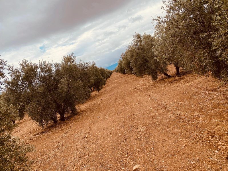 El Rincón del Lagarto — Aceite de Oliva « El Niño »